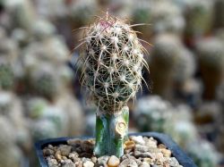 Echinomastus johnsonii RP 34